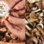 Cách làm ruốc nấm tươi